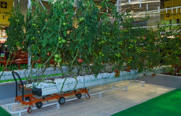 XXIII Азербайджанская международная выставка пищевой промышленности WorldFood Azerbaijan 2017 - Sputnik Азербайджан