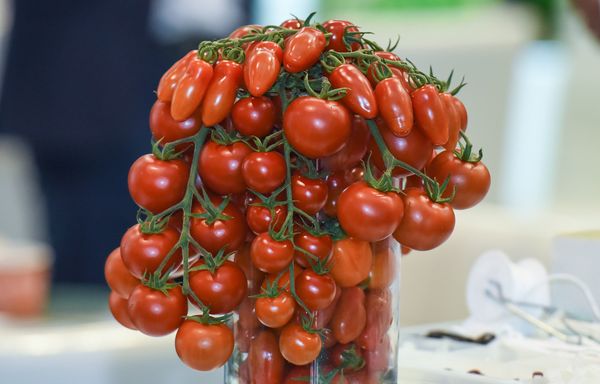 XXIII Азербайджанская международная выставка пищевой промышленности WorldFood Azerbaijan 2017 - Sputnik Азербайджан