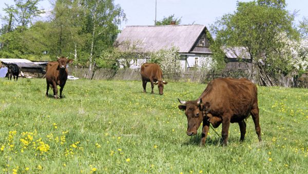 Хозяйственное подворье, фото из архива - Sputnik Азербайджан