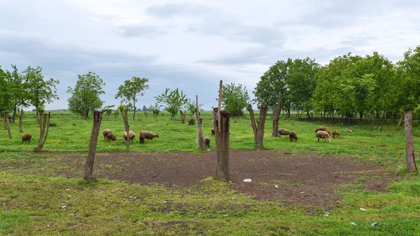 Бараны пасутся на одной из пастбищ Физулинского района, фото из архива Бараны пасутся на одной из пастбищ Физулинского района, фото из архива - Sputnik Азербайджан