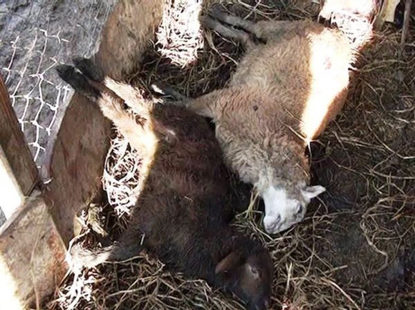Собаки трижды за прошедший месяц нападали на домашний скот, погибло 15 овец - Sputnik Азербайджан