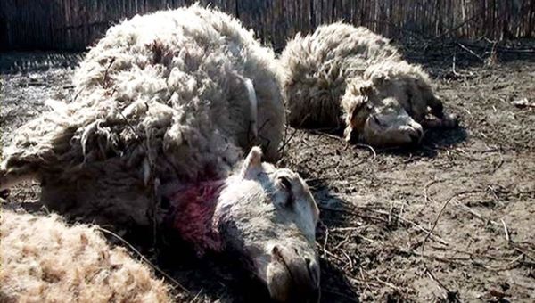 Бесхозные бешеные собаки на днях растерзали овец в частном хозяйстве одного из жителей села Даг Гёйляр Шамахинского района - Sputnik Азербайджан