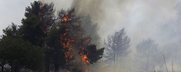 Работы по тушению лесных пожаров, фото из архива - Sputnik Азербайджан