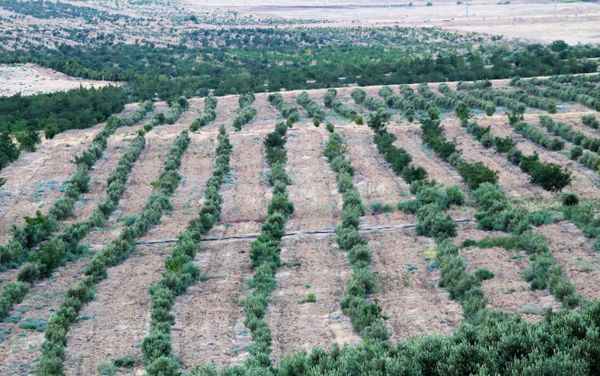 Озеленение территорий, расположенных вдоль трассы Баку-Шамаха - Sputnik Азербайджан