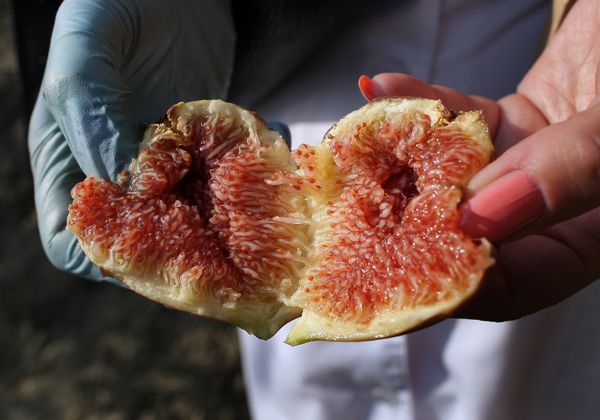 Инжир из бакинских деревень отличает прежде всего особый вкус - Sputnik Азербайджан