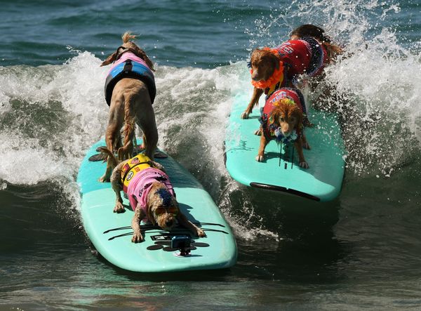 Ежегодный турнир по собачьему серфингу Surf City Surf Dog на пляже Хантингтон-Бич, Калифорния. 23 сентября 2017 года - Sputnik Азербайджан