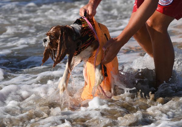 Ежегодный турнир по собачьему серфингу Surf City Surf Dog на пляже Хантингтон-Бич, Калифорния. 23 сентября 2017 года - Sputnik Азербайджан