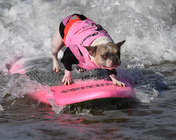 Ежегодный турнир по собачьему серфингу Surf City Surf Dog на пляже Хантингтон-Бич, Калифорния. 23 сентября 2017 года - Sputnik Азербайджан