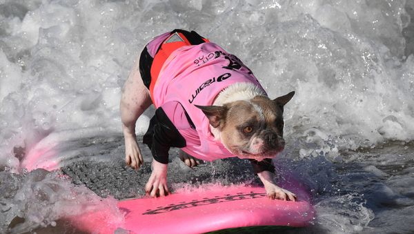 Ежегодный турнир по собачьему серфингу Surf City Surf Dog на пляже Хантингтон-Бич, Калифорния. 23 сентября 2017 года - Sputnik Азербайджан