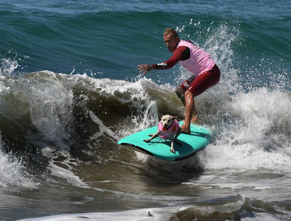Ежегодный турнир по собачьему серфингу Surf City Surf Dog на пляже Хантингтон-Бич, Калифорния. 23 сентября 2017 года - Sputnik Азербайджан