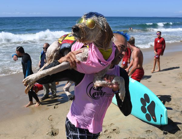 Ежегодный турнир по собачьему серфингу Surf City Surf Dog на пляже Хантингтон-Бич, Калифорния. 23 сентября 2017 года - Sputnik Азербайджан