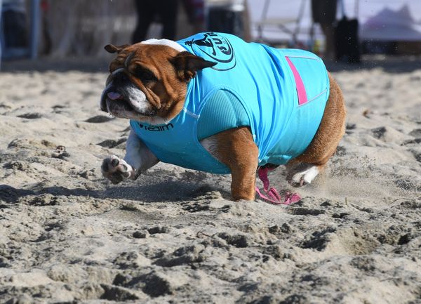 Ежегодный турнир по собачьему серфингу Surf City Surf Dog на пляже Хантингтон-Бич, Калифорния. 23 сентября 2017 года - Sputnik Азербайджан