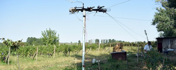 Изобретение садовода Гурбанова - Sputnik Азербайджан