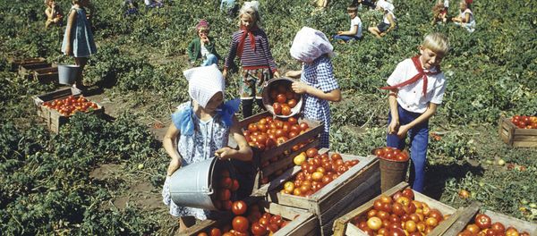 Сбор урожая томатов в колхозе, 1984 год - Sputnik Азербайджан