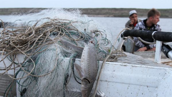 Рыба, пойманная браконьерами сетями, на борту рыбоохранного катера, фото из архива - Sputnik Азербайджан