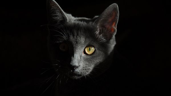 Кошка, фото из архива - Sputnik Азербайджан