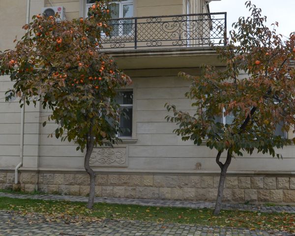 Хурма прекрасно плодоносит в поселке Бакиханов, где почти в каждом дворе встречаются огромные деревья - Sputnik Азербайджан