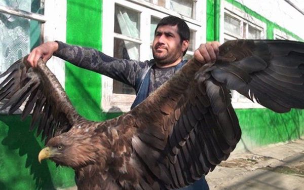 Житель села Хырмандалы Масаллинского района Анар Гурбанов и пойманный им орел - Sputnik Азербайджан