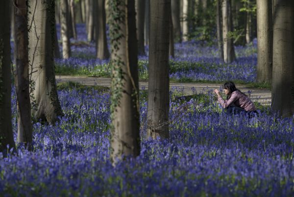 Древний лес Халлербос (Hallerbos) в Бельгии. Это необыкновенно красивые и неожиданные лесные пейзажи во время цветения колокольчиков между стволами гигантских секвой. - Sputnik Азербайджан