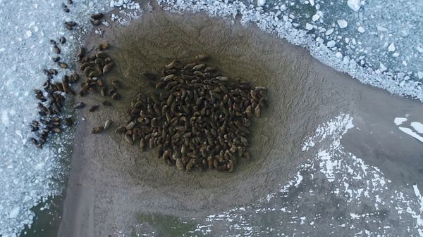 Лежбище моржей на берегу одного из островов архипелага Земля Франца-Иосифа - Sputnik Азербайджан