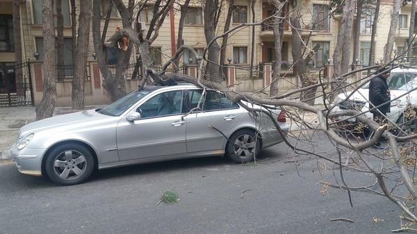 Поваленное ураганным ветром дерево в Баку  - Sputnik Азербайджан