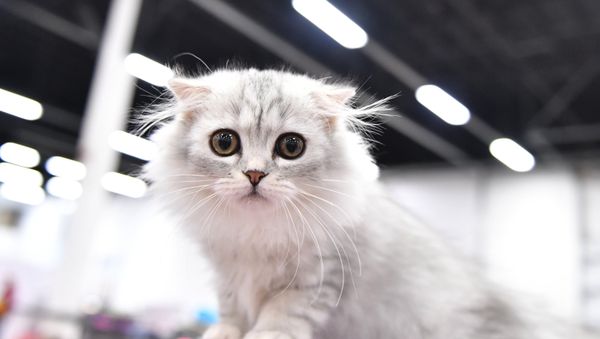 Кошка породы шотландская вислоухая длинношерстная - Sputnik Азербайджан