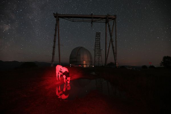 Снимок Красная корова фотографа Марии Плотниковой, вошедший в шорт-лист лауреатов конкурса им. Андрея Стенина - Sputnik Азербайджан
