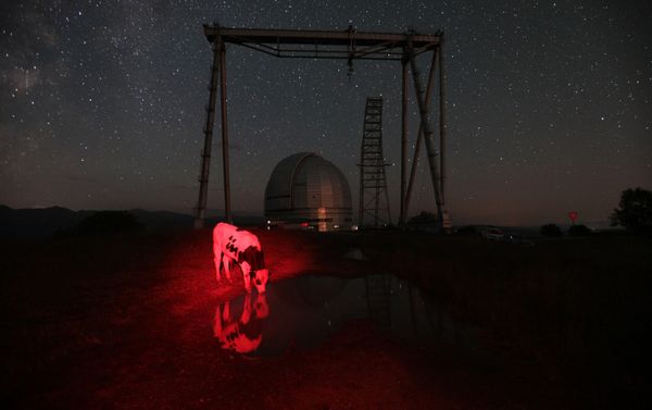 Снимок Красная корова фотографа Марии Плотниковой, вошедший в шорт-лист лауреатов конкурса им. Андрея Стенина - Sputnik Азербайджан