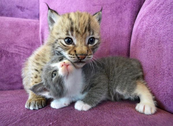 Котенок и рысенок, которого выкормила кошка по кличке Моника в зоопарке Чудесный недалеко от Уссурийска в Приморском крае - Sputnik Азербайджан