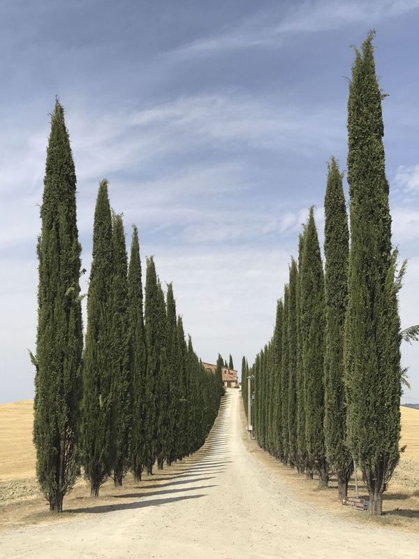 Работа фотографа Lidia Muntean Road of Tuscany, занявшая первое место в номинации Деревья в фотоконкурсе 2018 iPhone Photography Awards - Sputnik Азербайджан