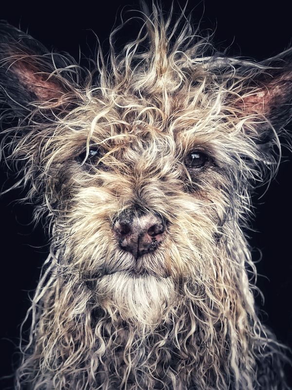 Работа фотографа Robin Robertis “Django” Old man baby dog, занявшая первое место в номинации Животные в фотоконкурсе 2018 iPhone Photography Awards - Sputnik Азербайджан