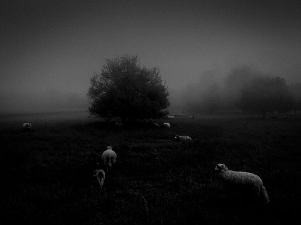 Работа фотографа Sukru Mehmet Omur Morning Fog, занявшая первое место в номинации Природа фотоконкурса 2018 iPhone Photography Awards - Sputnik Азербайджан