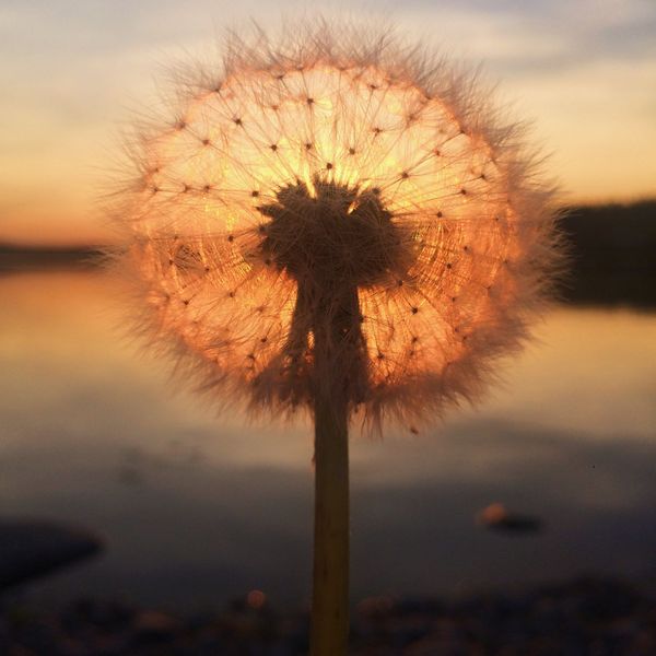 Работа фотографа Sara Ronkainen Dandelion sunset, занявшая первое место в номинации Закат фотоконкурса 2018 iPhone Photography Awards - Sputnik Азербайджан