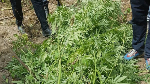Во дворе Натика Надирова было обнаружено, изъято и представлено на экспертизу 123 куста конопли - Sputnik Азербайджан