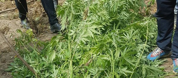 Во дворе Натика Надирова было обнаружено, изъято и представлено на экспертизу 123 куста конопли - Sputnik Азербайджан