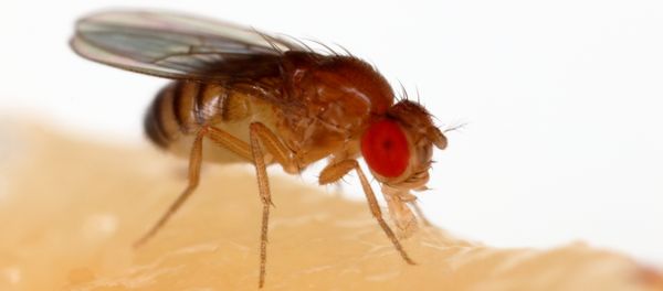 Плодовая мушка Drosophila melanogaster - Sputnik Азербайджан