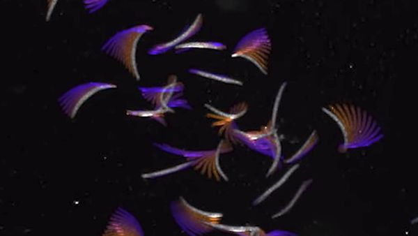 Spirostomum ambiguum - Sputnik Азербайджан