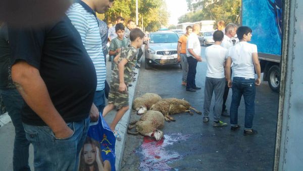 Бараны, погибшие в результате ДТП - Sputnik Азербайджан