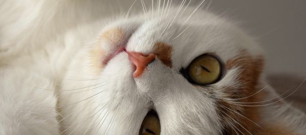 Кошка, фото из архива - Sputnik Азербайджан