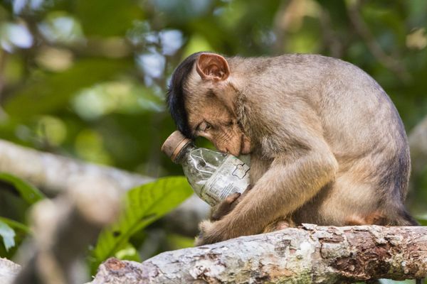 Снимок Not in My Forest малайзийского фотографа Calvin Ke, победившего в номинации Highly Commended фотоконкурса Environmental Photographer of the Year 2018 - Sputnik Азербайджан