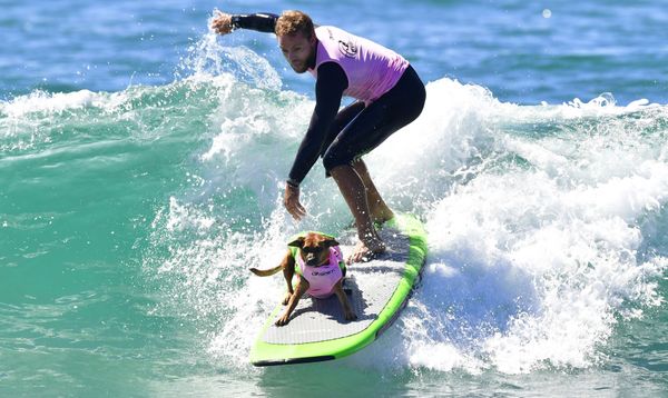 Участники ежегодного соревнования собак-серферов в Калифорнии Surf City Surf Dog - Sputnik Азербайджан
