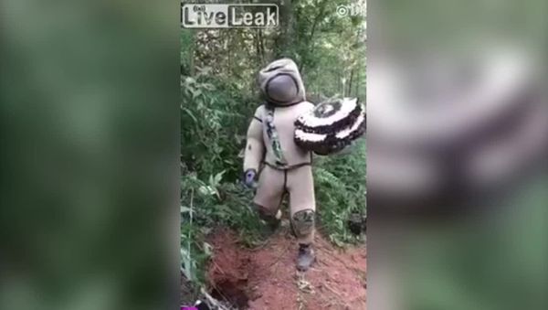 Танец с шершнями - Sputnik Азербайджан