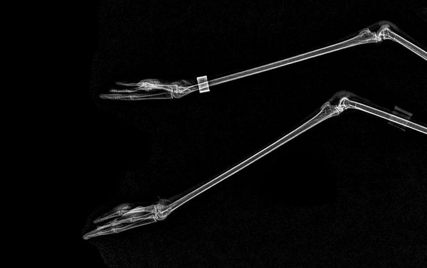 Ноги фламинго - Sputnik Азербайджан