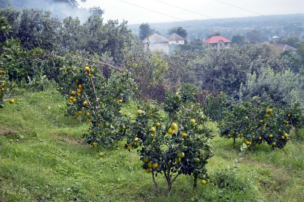 Astarada sitrus bağları Astarada sitrus bağları - Sputnik Азербайджан
