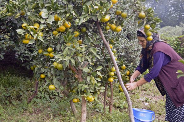 Astarada naringi yığımı Astarada naringi yığımı - Sputnik Азербайджан