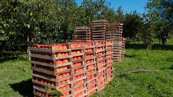 Почем азербайджанская хурма для россиян: дельцы пытаются обмануть садоводов - Sputnik Азербайджан