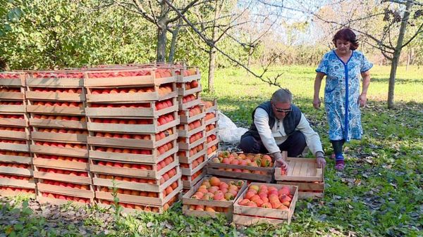 Почем азербайджанская хурма для россиян: дельцы пытаются обмануть садоводов - Sputnik Азербайджан