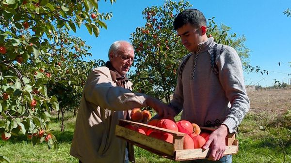 Почем азербайджанская хурма для россиян: дельцы пытаются обмануть садоводов - Sputnik Азербайджан