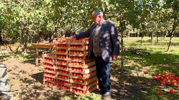 Почем азербайджанская хурма для россиян: дельцы пытаются обмануть садоводов - Sputnik Азербайджан