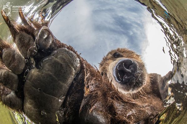 Снимок Любопытный медведь фотографа Mike Korostelev, занявший третье место в номинации Новые технологии в фотографии дикой природы фотоконкурса The Golden Turtle 2018 - Sputnik Азербайджан